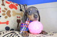 Dachshund-Gucci