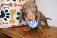 Dachshund-Seuss