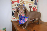 Dachshund-Miri