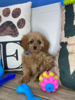 Cavapoo-Boomerang
