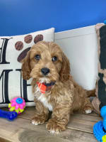 Cavapoo-Chipotle
