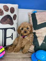 Cavapoo-Bracken
