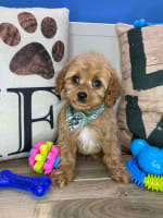 Cavapoo-Bucky