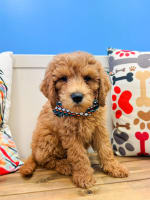 Goldendoodle-Locket