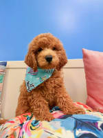 Goldendoodle-Emilio