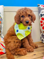 Goldendoodle-Yawn