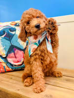 Goldendoodle-Karcag