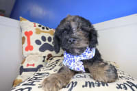 Cockapoo-Nico