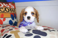 Cavalier King Charles Spaniel-Vanished