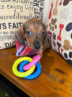 Dachshund-Shiro
