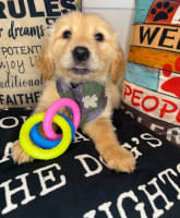 Golden Retriever-Babs