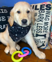 Golden Retriever-Sprocket