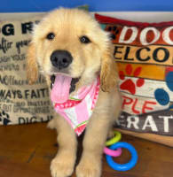 Golden Retriever-Emi