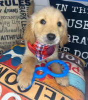 Golden Retriever-Jose