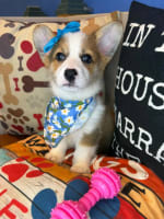 Pembroke Welsh Corgi-Midget