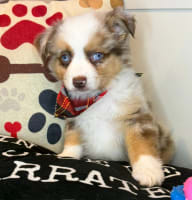 Australian Shepherd-Bruce