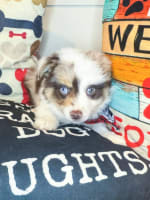 Australian Shepherd-Bradley