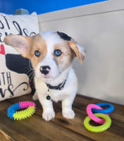 American Corgi-Eliza