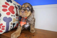 Cocker Spaniel-Yang
