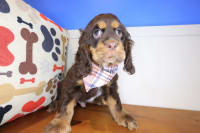 Cocker Spaniel-Daphne