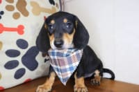 Dachshund-Meadow