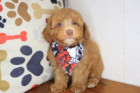 Poodle-Dijon