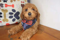 Poodle-Cypress