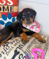 Rottweiler-Pippa