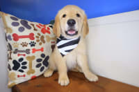 Golden Retriever-Zing