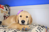 Golden Retriever-Tallulah