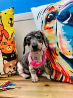 Dachshund-Cuppy
