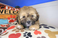 Shihpoo-Sheriff