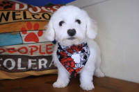 Bichon Frise-Foxhugh