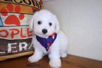 Bichon Frise-Chinook