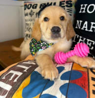 Golden Retriever-Funky