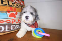 Bichapoo-Hugo