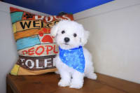 Bichon Frise-Cedar