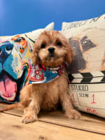 Cavapoo-Tesla