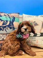 Cavapoo-Spice