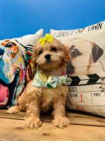 Cavapoo-Stumpy