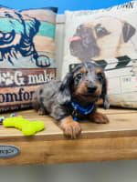 Dachshund-Groot