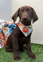 Labrador Retriever-Gatsby