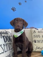 Labrador Retriever-Tater Tot