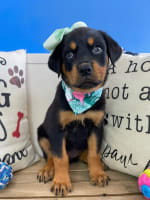 Rottweiler-Coconut