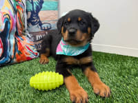 Rottweiler-Dalia