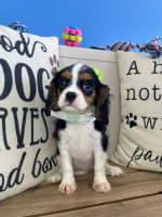 Cavalier King Charles Spaniel-Kyra