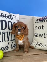 Cavalier King Charles Spaniel-Link
