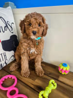 Poodle-Caleb