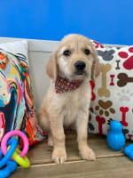 Golden Retriever-Talon