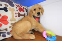 Golden Retriever-Echo
